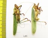 Orthoptera sp.  Bolivia - INSECTS-STORE.RU