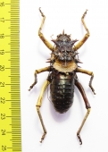 Acanthoproctus sp.  South Africa Rep. - INSECTS-STORE.RU