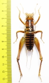Libanasidius sp.  South Africa Rep. - INSECTS-STORE.RU