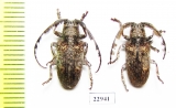 Cerambycidae sp.  South Africa Rep. - INSECTS-STORE.RU