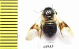Cimbicidae sp.  Russia, Tver reg. - INSECTS-STORE.RU