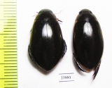 Dytiscidae sp.  South Africa Rep. - INSECTS-STORE.RU