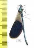 Odonata sp.  Russia, Tver reg. - INSECTS-STORE.RU