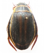 Dytiscidae, Hydrophilidae, Gyrinidae - INSECTS-STORE.RU