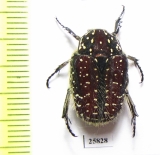 Trichostetha capensis ssp.  South Africa Rep. - INSECTS-STORE.RU