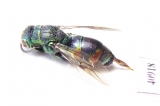 Chrysididae sp.  Russia, Tver reg. - INSECTS-STORE.RU