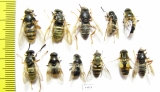 Diptera sp.  Russia, Tver reg. - INSECTS-STORE.RU