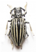 Dorcadionini - INSECTS-STORE.RU
