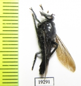 Asilidae sp.  Russia, Astrakhan reg. - INSECTS-STORE.RU