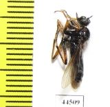 Asilidae sp.  South Africa Rep.  - INSECTS-STORE.RU