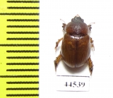 Orubesa plicifrons semenovi  Saudi Arabia - INSECTS-STORE.RU