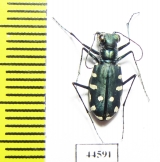 Calomera alboguttata, female  Saudi Arabia - INSECTS-STORE.RU