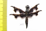 Odonata sp.  South Africa Rep. - INSECTS-STORE.RU