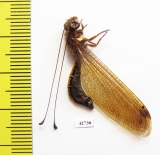 Ascalaphidae sp.  Malaysia - INSECTS-STORE.RU
