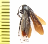 Scoliidae sp.  Indonesia, Sulawesi - INSECTS-STORE.RU