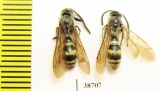 Scoliidae sp.  Indonesia, Sumatra - INSECTS-STORE.RU