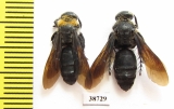 Scoliidae sp.  Indonesia, Sumatra - INSECTS-STORE.RU