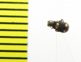 Melyridae sp.  Malaysia, Borneo - INSECTS-STORE.RU