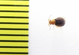 Melyridae sp.  India - INSECTS-STORE.RU