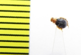 Melyridae sp.  India - INSECTS-STORE.RU