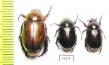 Rutelinae sp.  Senegal - INSECTS-STORE.RU