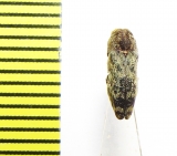 Buprestidae sp.  Argentina - INSECTS-STORE.RU