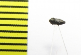 Buprestidae sp.  India - INSECTS-STORE.RU