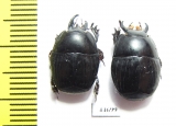 Histeridae sp.  South Africa Rep. - INSECTS-STORE.RU