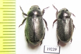 Rutelinae sp.  Senegal - INSECTS-STORE.RU