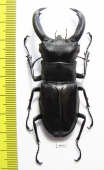 Hexarthrius rhinoceros  Indonesia, Java  68mm - INSECTS-STORE.RU