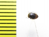 Buprestidae sp.  Malaysia, Borneo - INSECTS-STORE.RU