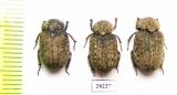 Omorgus sp.  Argentina - INSECTS-STORE.RU