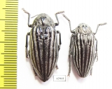 Julodis laevicostata, pair  Iran, Tehran prov. - INSECTS-STORE.RU