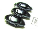 Saprinus splendens  Senegal - INSECTS-STORE.RU