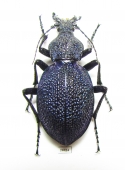 Carabidae - INSECTS-STORE.RU