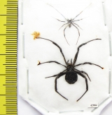Arachnida, Latrodectus lredecimguttatus, pair  Kazakhstan - INSECTS-STORE.RU