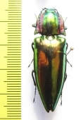 Campsosternus sp.  Vietnam - INSECTS-STORE.RU