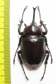 Megasoma pachecoi  Mexico 46mm - INSECTS-STORE.RU
