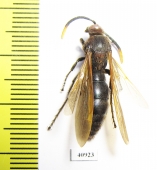 Scoliidae sp.  Madagascar - INSECTS-STORE.RU