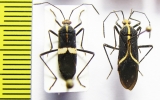 Hemiptera sp.  Peru - INSECTS-STORE.RU
