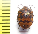 Hemiptera sp.  Peru - INSECTS-STORE.RU
