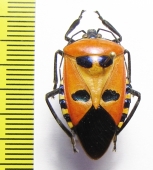 Hemiptera sp.  India - INSECTS-STORE.RU