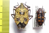 Hemiptera sp.  Cameroon/Madagascar - INSECTS-STORE.RU