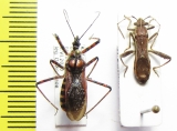 Hemiptera sp.  Tajikistan - INSECTS-STORE.RU