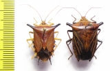 Hemiptera sp.  Peru - INSECTS-STORE.RU