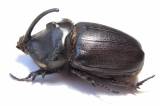 Oryctes gigas, male  Madagascar  69mm - INSECTS-STORE.RU