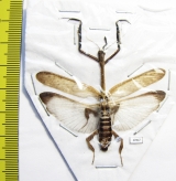 Phyllothelys sp.?  Indonesia, Java - INSECTS-STORE.RU