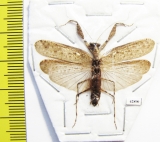 Mantodea sp.  Indonesia, Java - INSECTS-STORE.RU