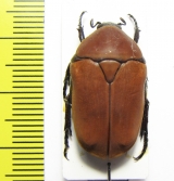 Pachnoda marginata  Cameroon - INSECTS-STORE.RU