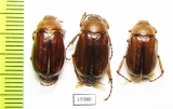 Rhizotrogus aestivus  Russia, Volgograd reg. - INSECTS-STORE.RU